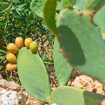 Can Pina - Eco Cascada - (Adults Only)