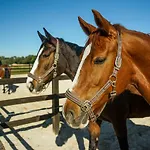 Vmg Horse Ranch (Adults Only)