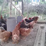 Sa Rota De Ca'N Casetes